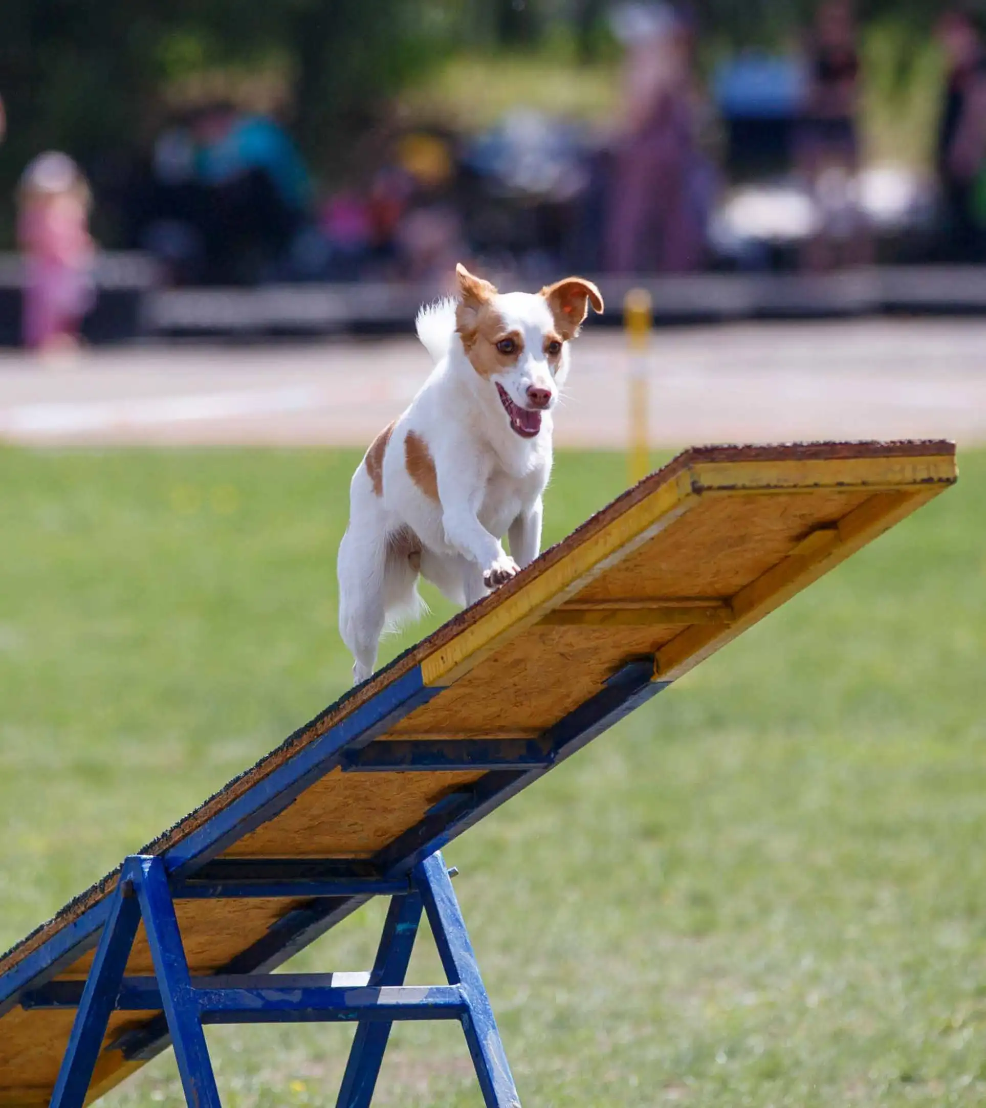 AHE_BROCHURE _Page23_Image2