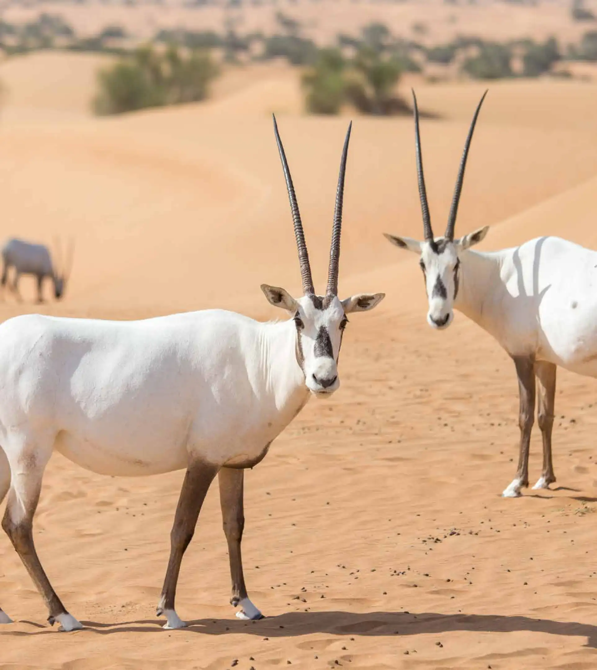 AHE_BROCHURE _Page51_Image1